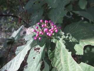 ムラサキシキブ